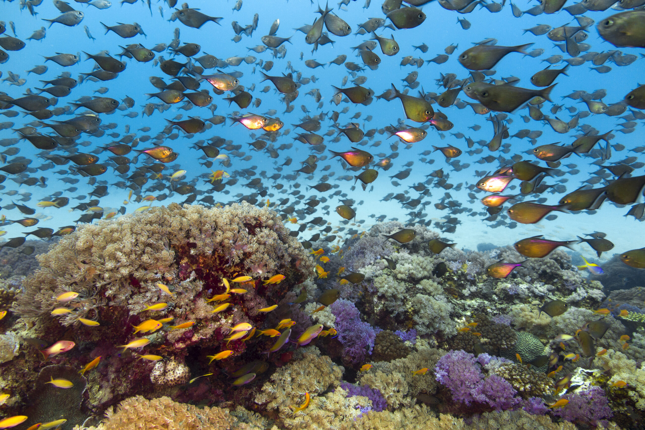 Conservation Education Society » Astonishing Marine Life- Quiz 2